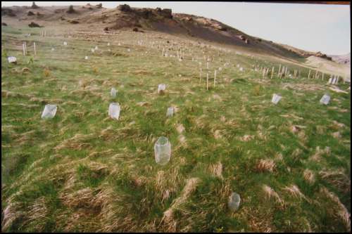 Vel hefur reynst a nota plastflskur sem hlfar fyrir minnstu barrtrn.  Mynd lkl. fr 1996.   (ljsm Einar Ragnar)