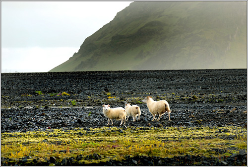 Kindur  Fellsmrk nean Hlsbrautar jl 2007